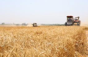 #CHINA-AGRICULTURE-WHEAT-HARVEST (CN)