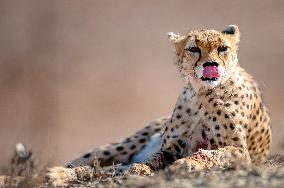 Asiatic Cheetah - Iran
