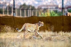 Asiatic Cheetah - Iran
