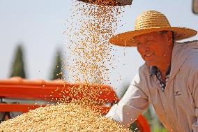 Wheat Harvesting - China