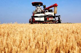 Wheat Harvesting - China