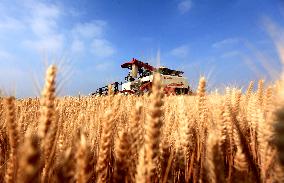 Wheat Harvesting - China