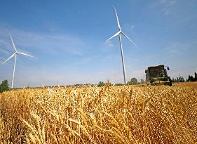 Wheat Harvesting - China