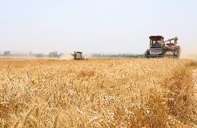 Wheat Harvesting - China