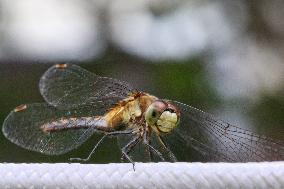 Dragonfly