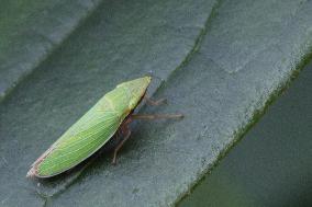 Green Leafhopper