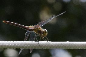 Dragonfly