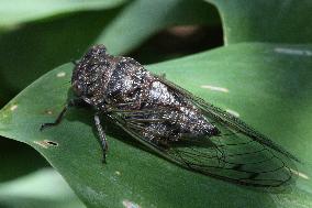 Dog-day Cicada