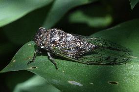 Dog-day Cicada