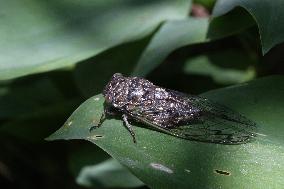 Dog-day Cicada