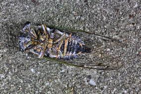 Dog-day Cicada