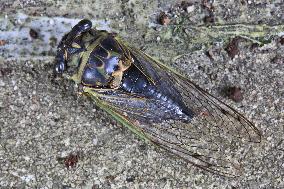 Dog-day Cicada