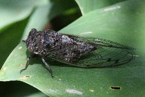 Dog-day Cicada