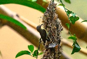 Animal India - Purple Sunbird (Cinnyris Asiaticus)