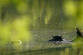 Wildlife At The Oxbow Nature Conservancy