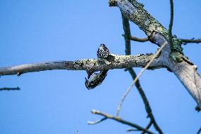 Wildlife At The Oxbow Nature Conservancy