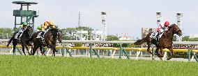 Horse racing: Japanese Derby