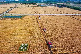 CHINA-HENAN-WHEAT-HARVEST (CN)