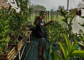 Indonesian Orchid Farming