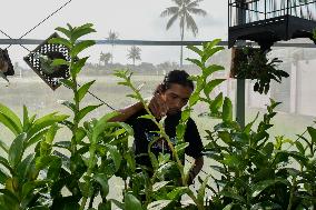 Indonesian Orchid Farming