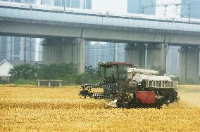 Wheat Harvest in Hangzhou
