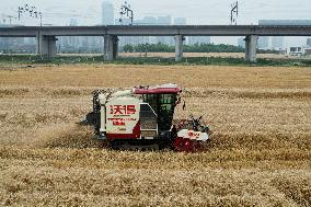 Wheat Harvest in Hangzhou