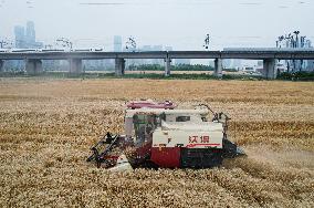 Wheat Harvest in Hangzhou