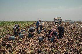 Amik Plain Agriculture Workers - Turkey