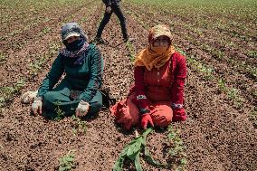 Amik Plain Agriculture Workers - Turkey