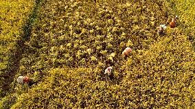 INDONESIA-ACEH UTARA-RICE-HARVEST