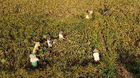 INDONESIA-ACEH UTARA-RICE-HARVEST