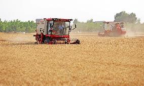 #CHINA-AGRICULTURE-WHEAT HARVEST (CN)