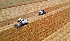 #CHINA-AGRICULTURE-WHEAT HARVEST (CN)