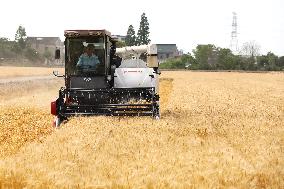 #CHINA-AGRICULTURE-WHEAT HARVEST (CN)