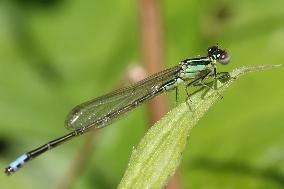 Damselfly