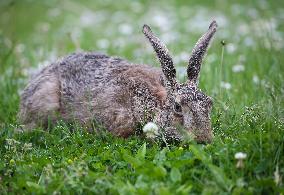European Brown Hare In Sweden