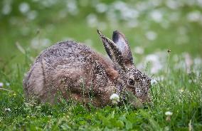 European Brown Hare In Sweden