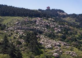 (SichuanMosaics)CHINA-SICHUAN-MOUNT EMEI-AZALEA (CN)