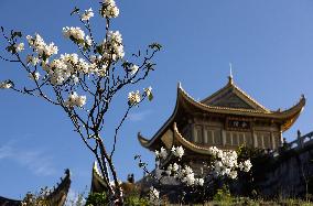 (SichuanMosaics)CHINA-SICHUAN-MOUNT EMEI-AZALEA (CN)