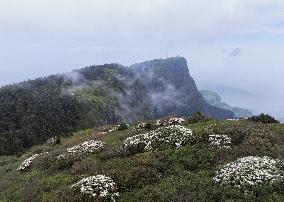 (SichuanMosaics)CHINA-SICHUAN-MOUNT EMEI-AZALEA (CN)