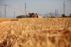 Wheat Harvest in Zaozhuang