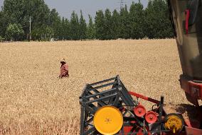 Wheat Harvest in Zaozhuang