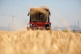 Wheat Harvest in Zaozhuang