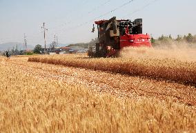 Wheat Harvest in Zaozhuang