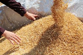 Wheat Harvest in Zaozhuang