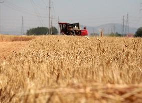 Wheat Harvest in Zaozhuang