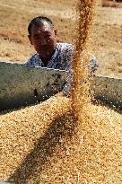 Wheat Harvest in Zaozhuang