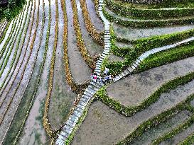 Longji Terraced Field - China