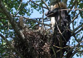 Ringing Northern goshawk (Accipiter gentilis) nestlings