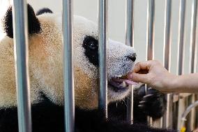 (SichuanMosaics)CHINA-SICHUAN-CHENGDU-GIANT PANDA-FU BAO (CN)